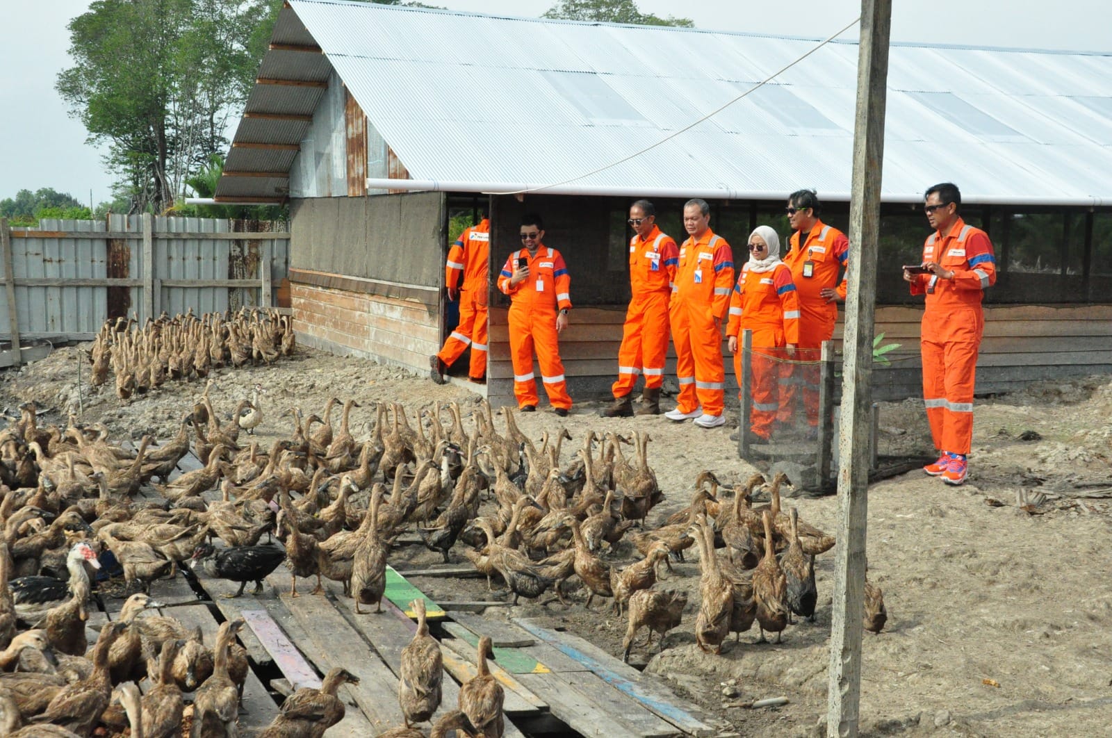 Sisa Makanan Karyawan Pertamina Hulu Mahakam Disulap Jadi Pakan Bebek, Peternak Panen 100 Butir Telur Per Hari