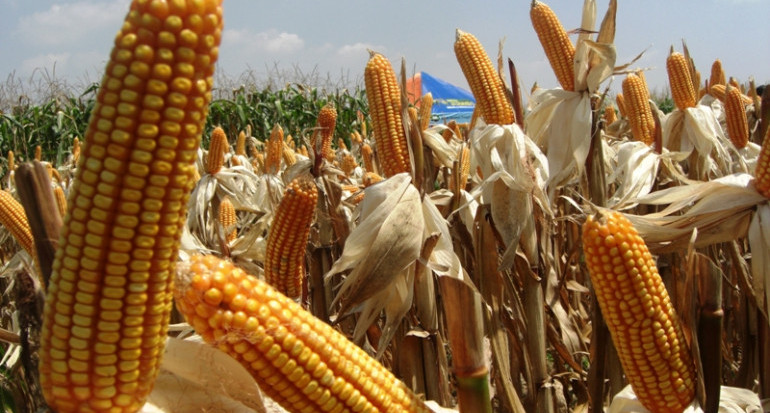 Panen Jagung Sidrap Tembus 8 Ton per Hektare, Bulog Serap Langsung Rp48 Juta dari Petani