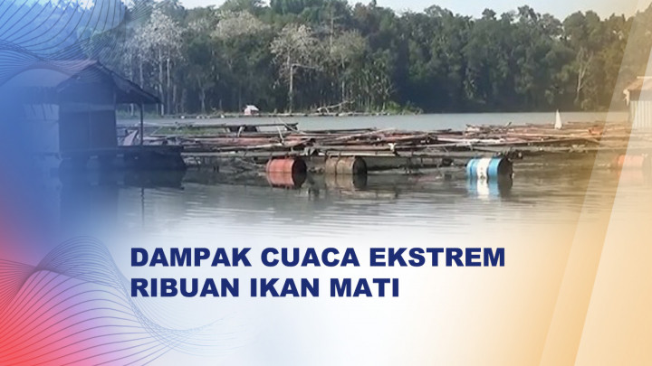 Ribuan Ikan di Ranu Klakah Mati Mendadak, Warga Budidaya Keramba Rugi Puluhan Juta Rupiah