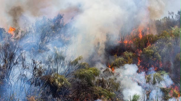 Karhutla Kalteng Capai 3.096 Hektare, Pulang Pisau dan Palangka Raya Jadi Prioritas Penanganan