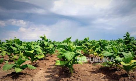 Syngenta Genjot Teknologi Biostimulan, Andalan Petani Hadapi Cuaca Ekstrem