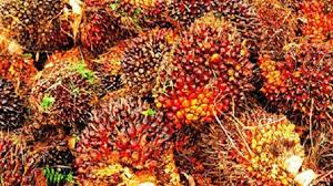 Harga TBS Sawit Kalbar Periode IV Juli 2026 Naik, Pekebun Usia Produktif 10-20 Tahun Terima Rp3.671,49 per Kilogram