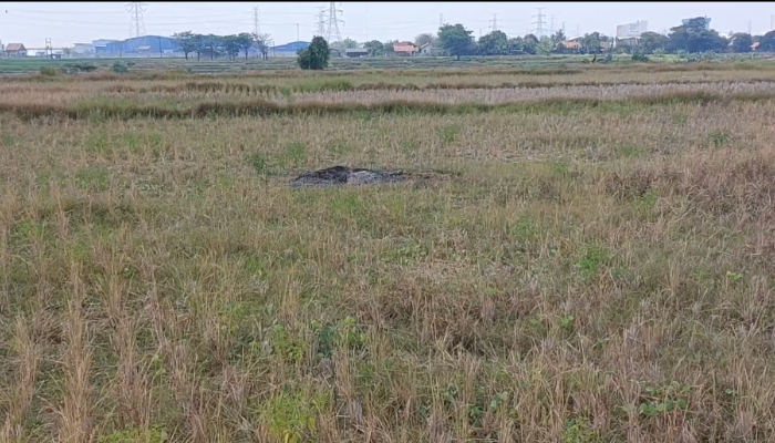 300 Hektare Sawah di Pandeglang Terancam Kekeringan, Pemprov Banten Kerahkan Pompa Air dan Percepat Mitigasi