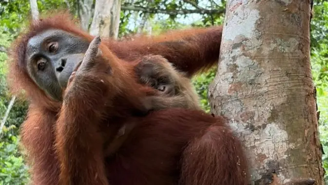Bayi Orang Utan Sumatra Lahir di Cagar Alam Jantho, Wenda Berhasil Berkembang Biak Setelah 12 Tahun Dilepasliarkan