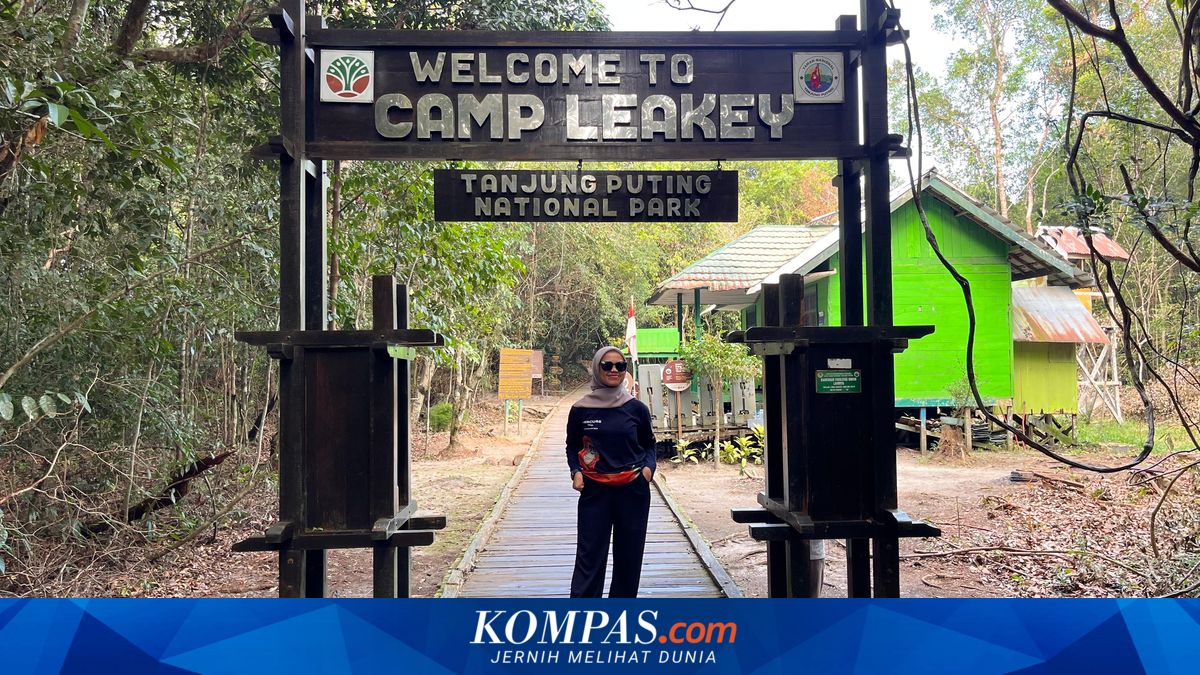 Taman Nasional Tanjung Puting: Musim Kemarau Juni-September Jadi Waktu Terbaik Melihat Orangutan