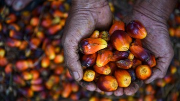 Harga CPO Agustus 2026 Turun ke US$ 996,52 per Ton, Bea Keluar Ekspor Ikut Terkoreksi
