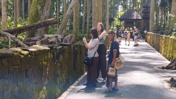 Alas Pala Sangeh Bali: Atraksi Beri Makan Kera Liar yang Menjadi Magnet Wisatawan