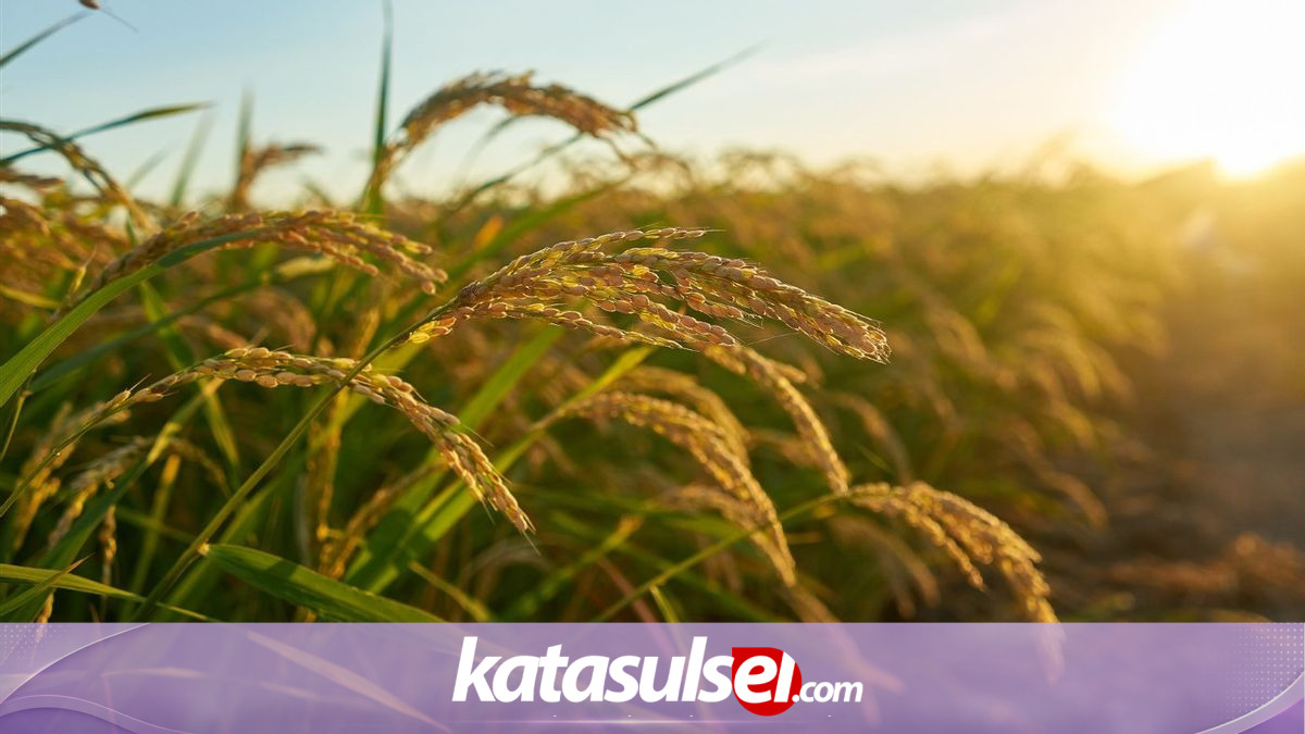 Bulog Siap Serap Gabah Petani Sidrap Saat Panen Raya, Ini Target dan Jadwalnya