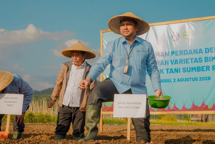 BI dan Pemkab Halmahera Timur Tanam 1,2 Ton Benih Bawang Merah Bima Brebes, Target Panen 10 Ton per Hektare