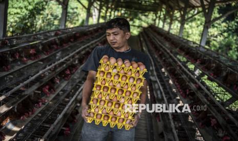 Harga Pakan Ayam Ditunda Naik, Kementan dan Industri Sepakat Jaga Peternak Telur