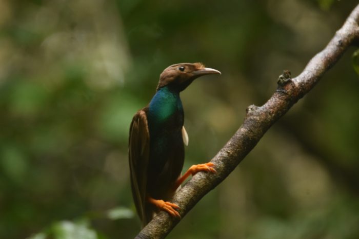 Burung Endemik Bidadari Halmahera Terlihat di Hutan Hamiding, Tokoh Adat Tobaru Desak Pembabatan Dihentikan