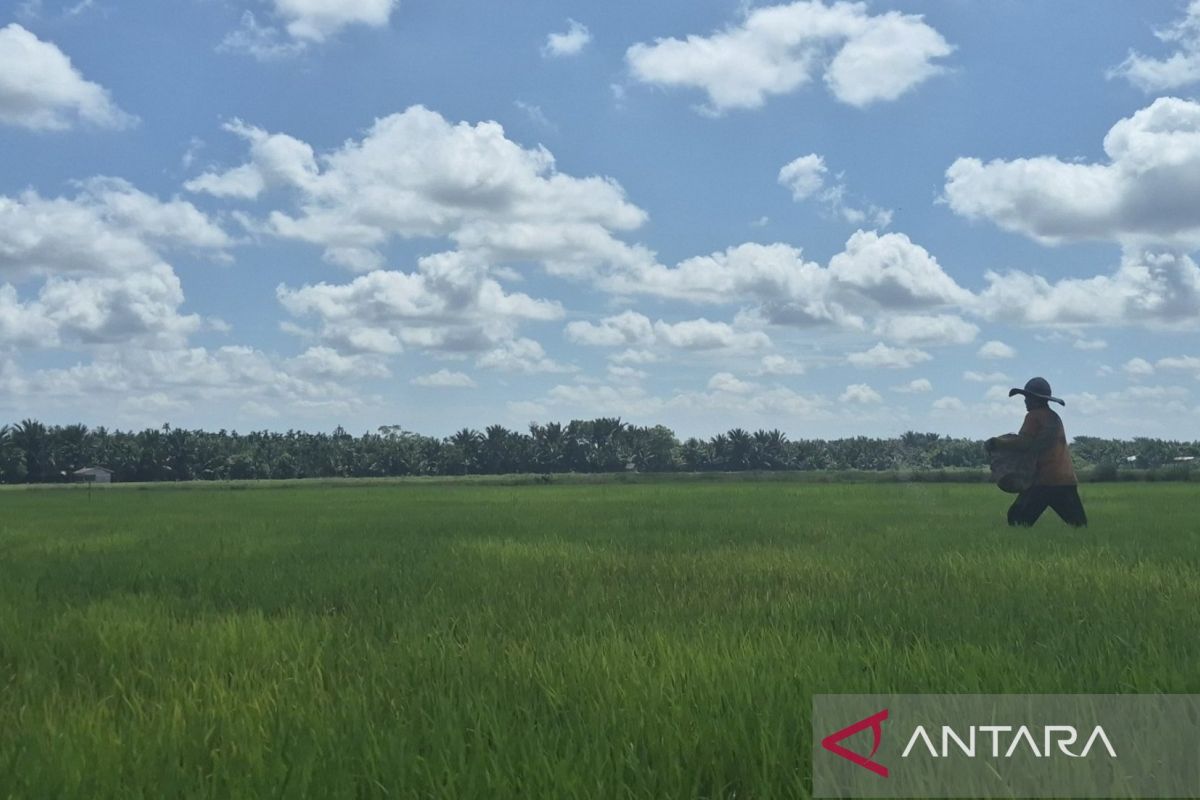 Pemkab Tanjabtim Siapkan 275 Pompa Air untuk 3.771 Hektare Sawah, Panen Raya Diprediksi Akhir Agustus
