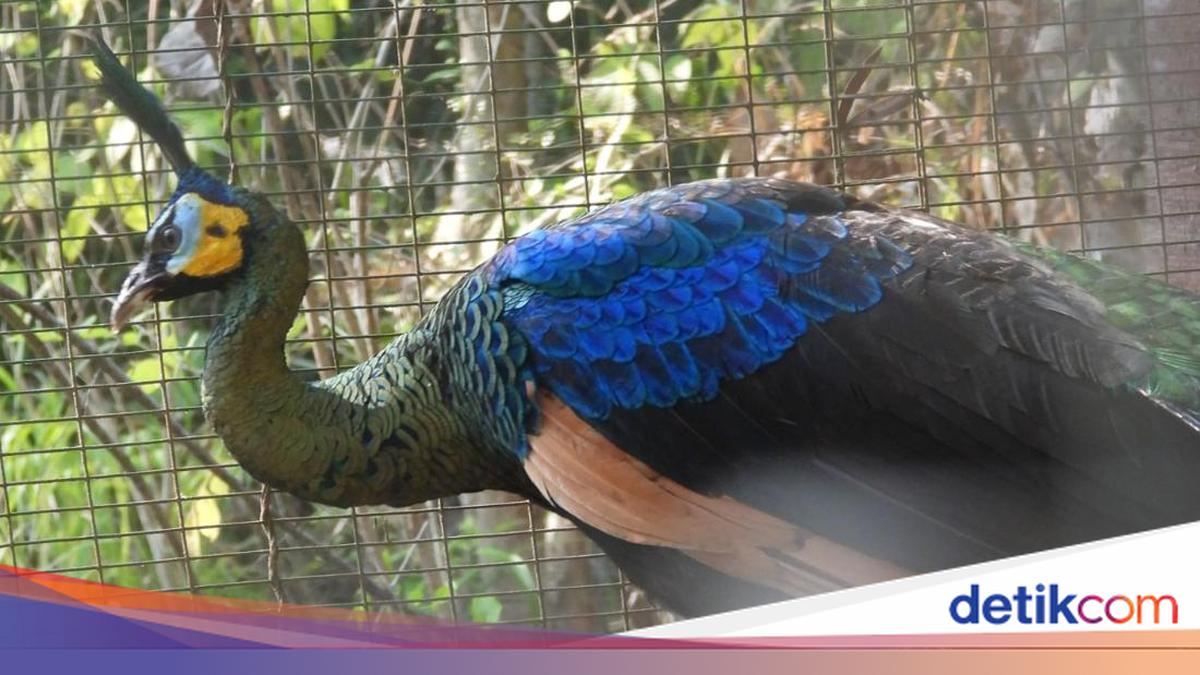 Merak Hijau Jantan Ditemukan Lemas di Pajangan Bantul, BKSDA Jogja Evakuasi ke UPS Bunder