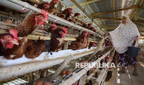 Telur untuk Program Makan Bergizi Diserap Rp 26.500 per Kilogram, Kementan Siapkan Aturan Teknis