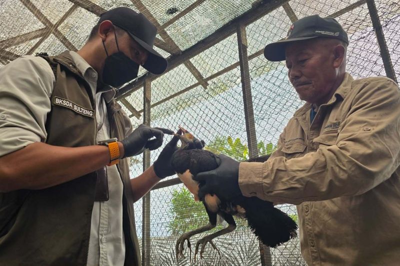 BKSDA Sulteng dan DSLNG Periksa Kesehatan 21 Maleo di Penangkaran Banggai, Dua Ekor Alami Diare