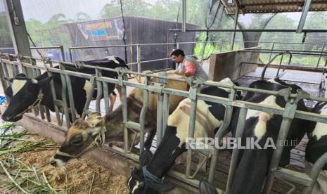 BRI Peduli Perkuat Ekonomi Warga Malang Lewat Program Klaster Sapi Perah, Ini yang Didapat Peternak