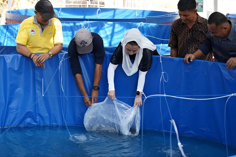 Pemkot Palu Tebar 700 Benih Ikan Nila di Dua Kelurahan, Kembangkan Budidaya Bioflok untuk Ketahanan Pangan