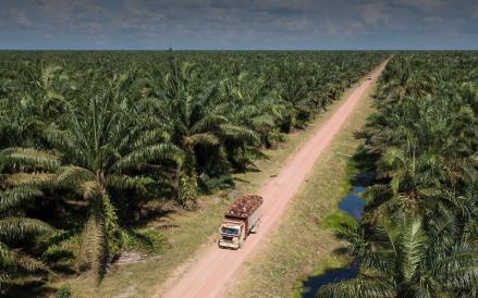 Bakrie Sumatera Plantations Kantongi Penjualan Rp1,28 Triliun, Harga CPO Dunia Melonjak 21 Persen