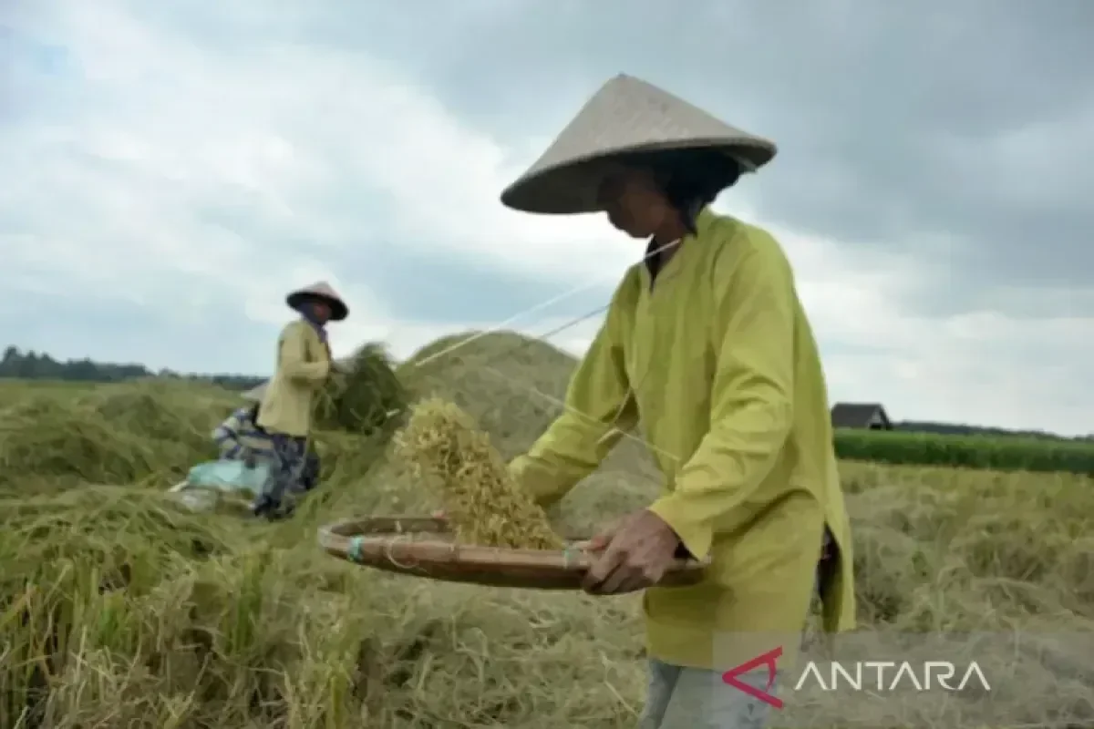 Dinas Pertanian Sumsel Proyeksikan Produksi Padi Capai 2,885 Juta Ton GKG hingga Agustus 2026, Optimistis El Nino Tak Ganggu Target