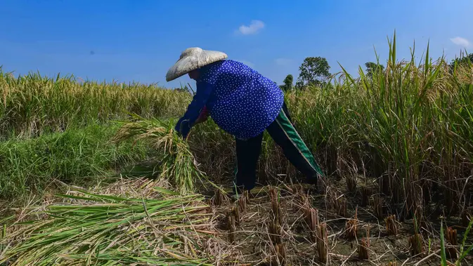 Bulog Jamin Tetap Serap Gabah Petani Meski Target 4 Juta Ton Tembus September, Stok CBP Kini 5,5 Juta Ton