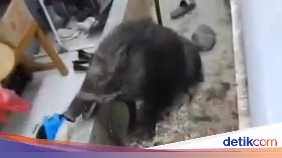 BBKSDA Jabar Ungkap Penyebab Babi Hutan Masuk Permukiman di Kuningan dan Bandung Barat, 2 Warga Jadi Korban