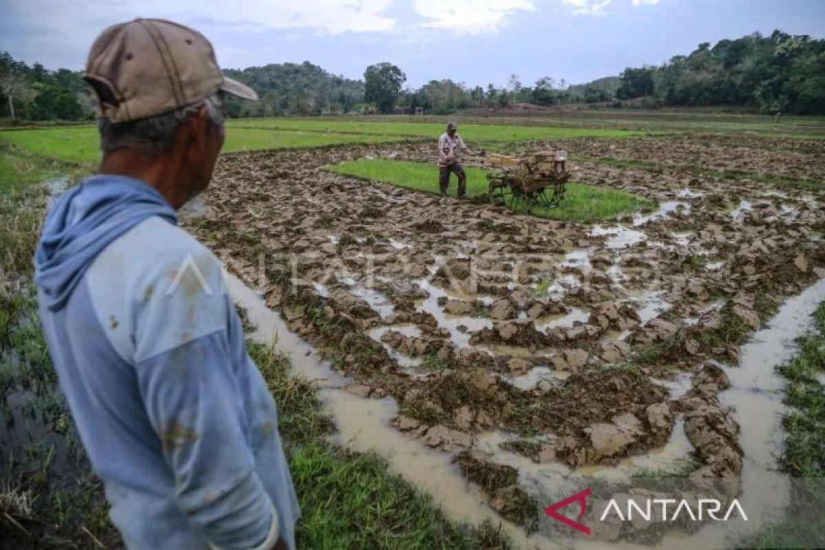 NTP Sulsel Naik 2,14 Persen ke 121,34 pada Juli 2026, Subsektor Perkebunan Rakyat Tumbuh 7,10 Persen