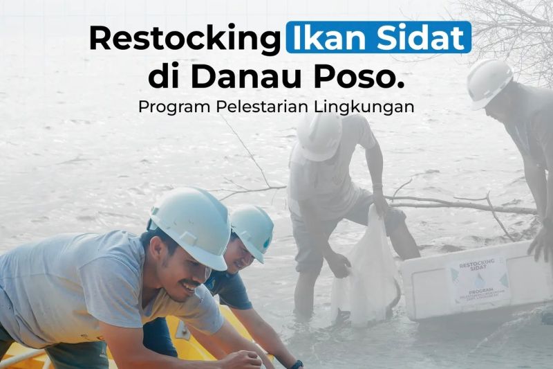Poso Energy Tebar Ribuan Benih Ikan Sidat di Danau Poso, Jaga Populasi Ikan Endemik Bernilai Ekonomis