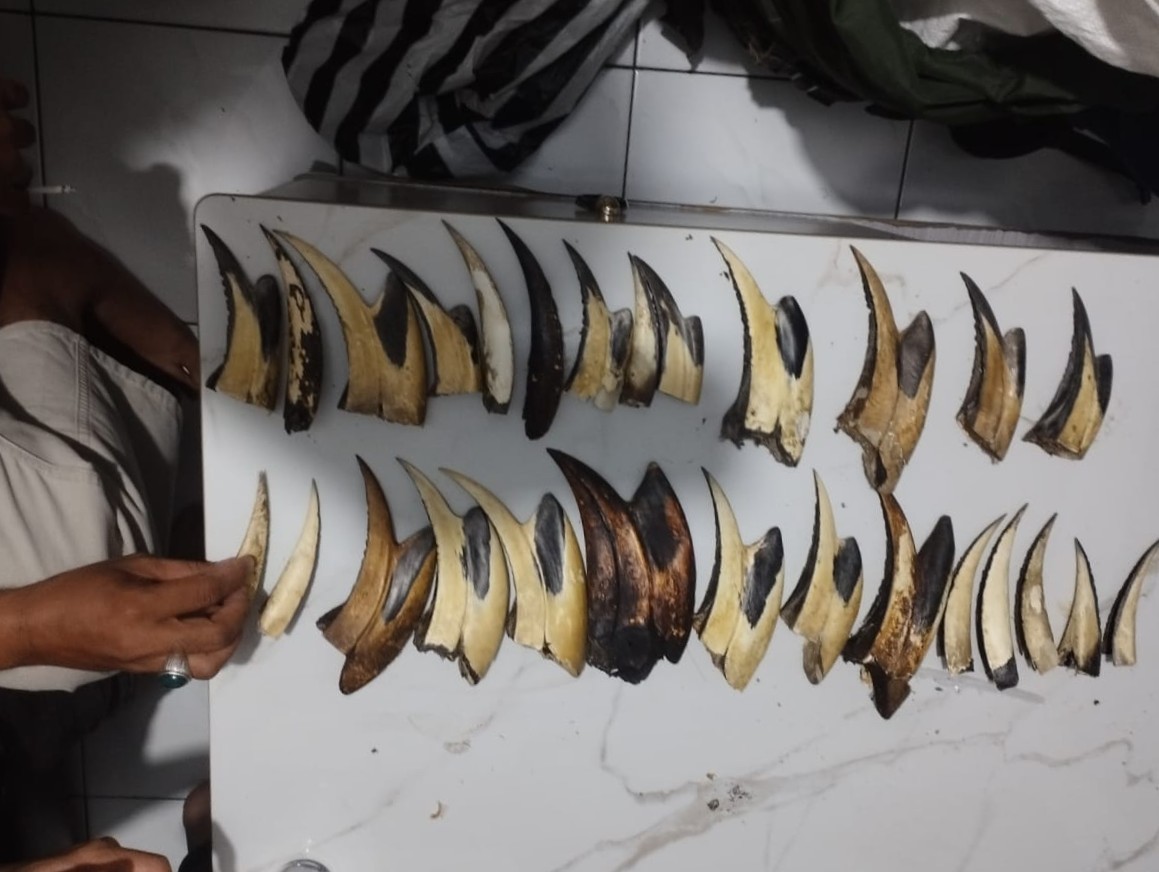 Balai Gakkum Sita 16 Paruh Rangkong dan 10 Kg Sisik Trenggiling dari Tangan Pria di Padang