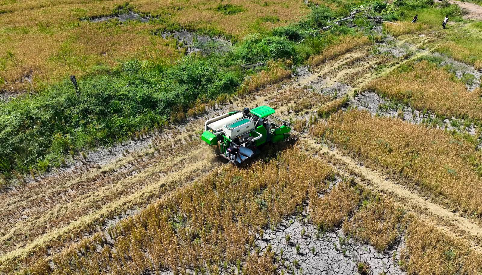 Bulog Serap 3,5 Juta Ton Gabah Petani, Harga Gabah Kering Dikunci Rp6.500 per Kilogram