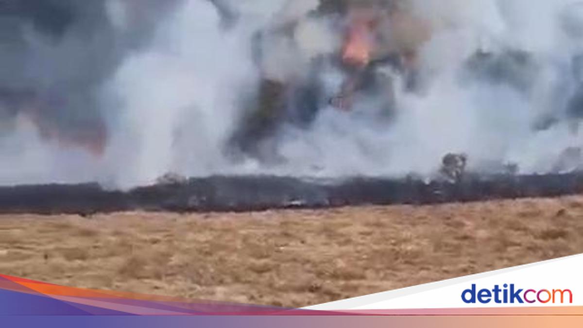 Gunung Gede: Kebakaran Suryakencana Seluas 1 Hektar Berhasil Dijinakkan, Pendakian Ditutup Lima Hari