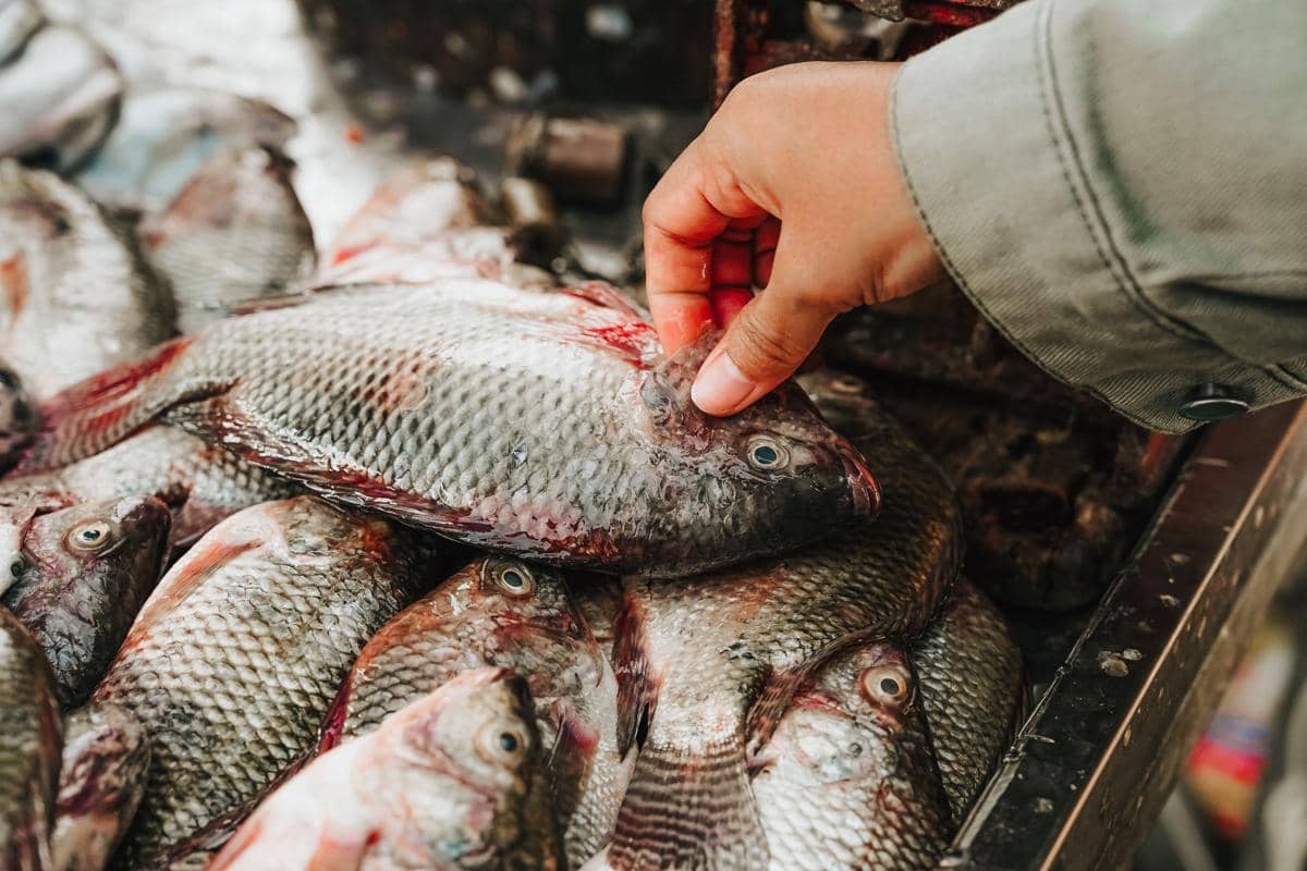 Kapan Bayi Boleh Makan Ikan? Ini Aturan Konsumsi Aman untuk MPASI