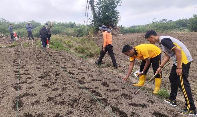 Polsek Entikong Terjun ke Lahan Jagung Hibrida di Perbatasan Sanggau untuk Dukung Program Swasembada Pangan
