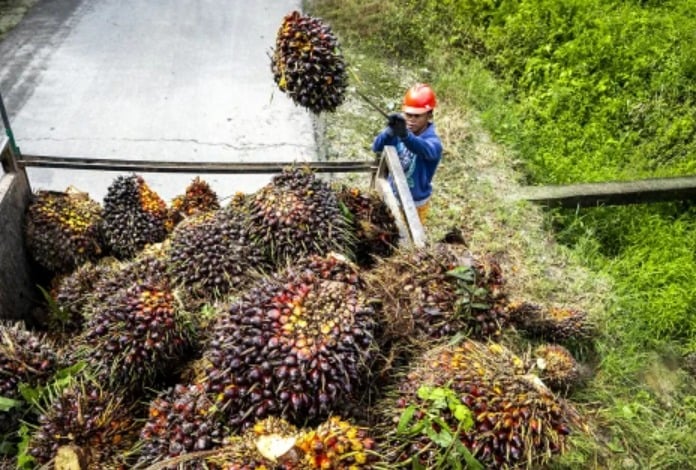 Petani Sawit Jambi Tolak Moratorium Pabrik Baru: 