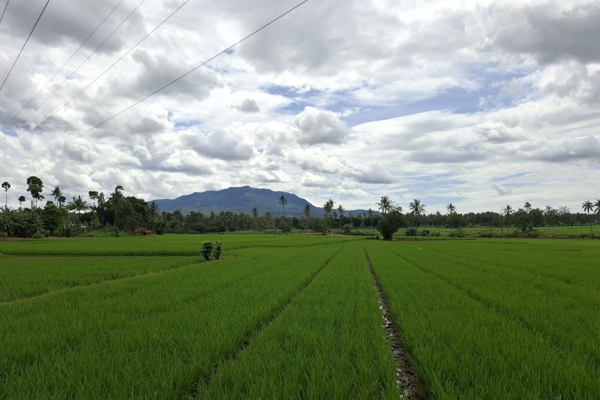 Target 559.403 Hektare, Realisasi Luas Tambah Tanam Padi Lampung Capai 439.660 Hektare hingga Juli