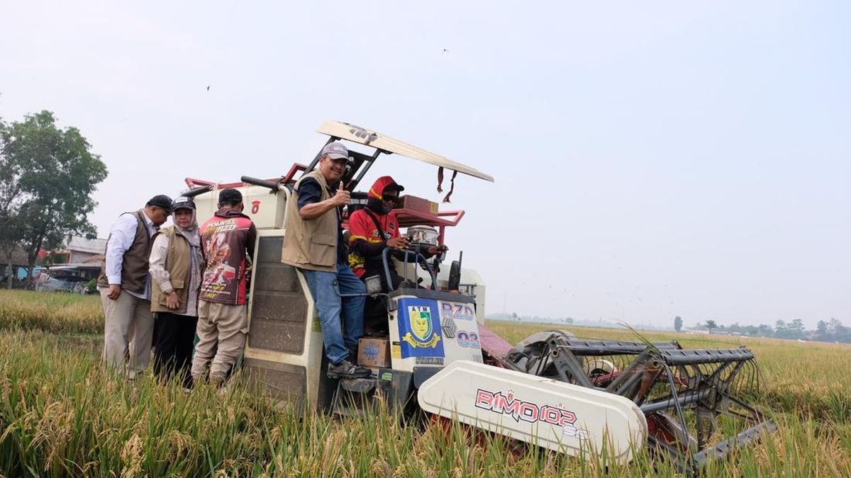 Stok Beras Bulog Tembus 5,25 Juta Ton per Agustus, Serapan Gabah Petani Hampir Capai Target Akhir Tahun