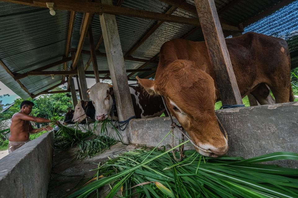 Danantara Masuk 25% Saham Perusahaan Daging JBS Australia-Selandia Baru, Peternak Sorot Minimnya Dampak ke Sapi Lokal