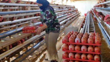 Harga Pakan Ditekan, Dapur MBG Wajib Serap Telur Peternak: Ini Isi Kesepakatan di Surabaya