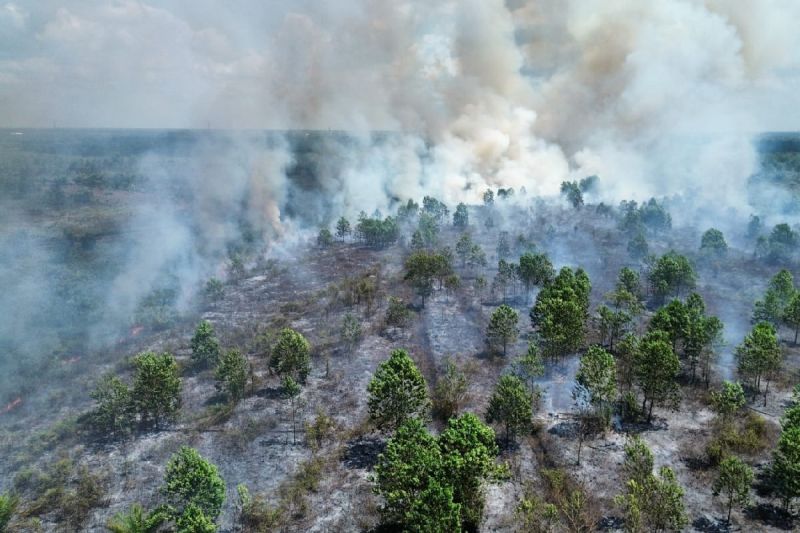 BKSDA Sampit Beberkan Efek Domino Karhutla: Produksi Sawit Anjlok 70 Persen, Butuh 2 Tahun Pulih