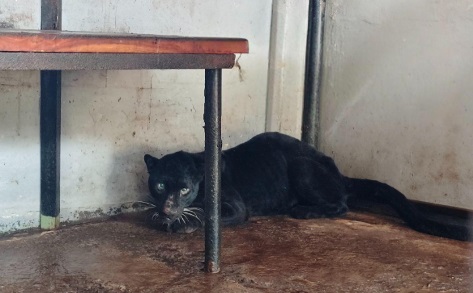 Macan Kumbang yang Dievakuasi dari Rumah Warga Batang Alami Luka di Kaki Depan, Tim Medis Masih Observasi