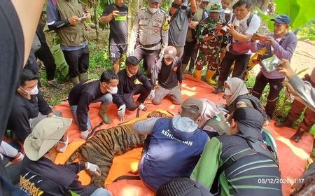Harimau Sumatera di Agam Masuk Perangkap BKSDA, Lokasi Kemunculan Hanya 50 Meter dari Sekolah Dasar