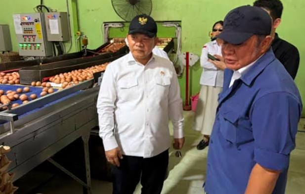 Produksi 16-20 Ton Telur Per Hari di Banyuasin Siap Topang Program MBG Sumsel