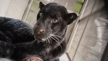 BKSDA Jateng Evakuasi Macan Kumbang dari Permukiman Batang, Tujuh Ayam Warga Jadi Mangsa