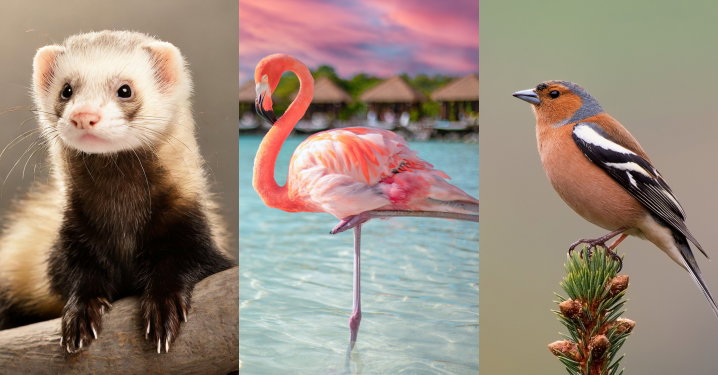 Daftar Hewan Huruf F untuk Edukasi Anak: dari Flamingo sampai Fugu