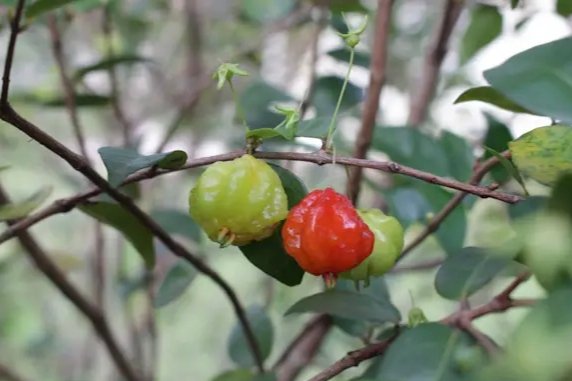 Mitos Buah Sianto di Kelenteng Tanjung Kait Tangerang, Kejatuhan Dewandaru Dipercaya Pembawa Rezeki