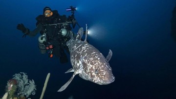 Ikan Raja Laut Fosil Hidup 66 Juta Tahun Ditemukan Kembali di Perairan Maluku Utara