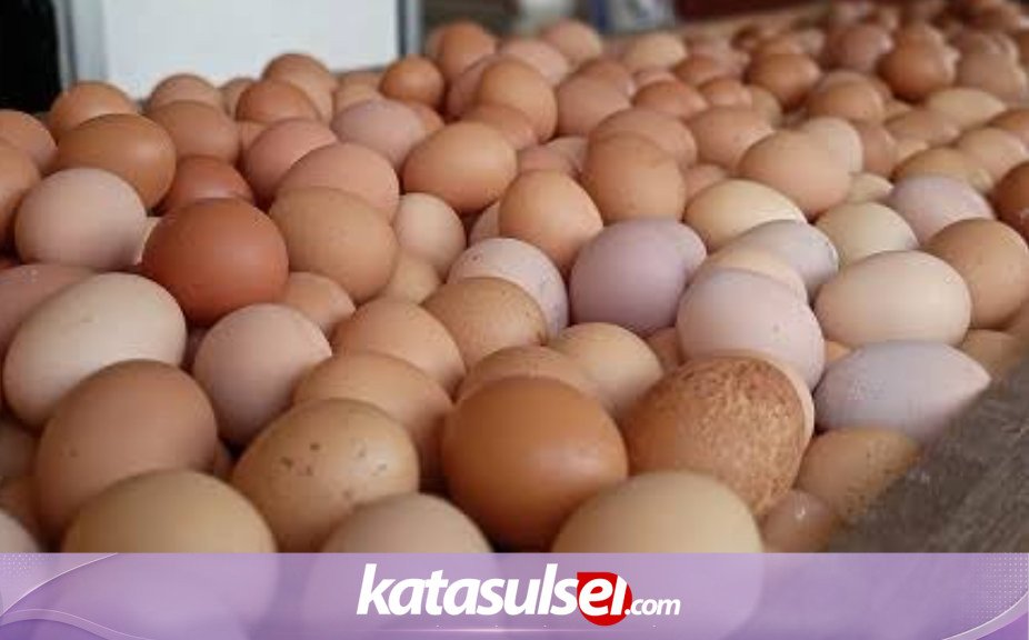 Selisih Harga Telur Sidrap-Makassar Capai Rp 24 Ribu: Mengapa Peternak Tak Menikmati Lonjakan di Tingkat Konsumen?