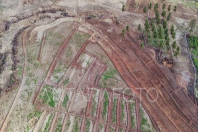 Cetak Sawah Baru di Parigi Moutong Capai 283 Hektare, Tersebar di 8 Kecamatan dan Mulai Ditanami Padi