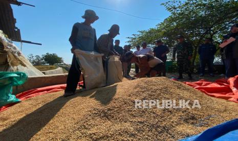 Bulog Mulai Serap Gabah Petani Desa Srengseng, Harga di Tingkat Petani Membaik