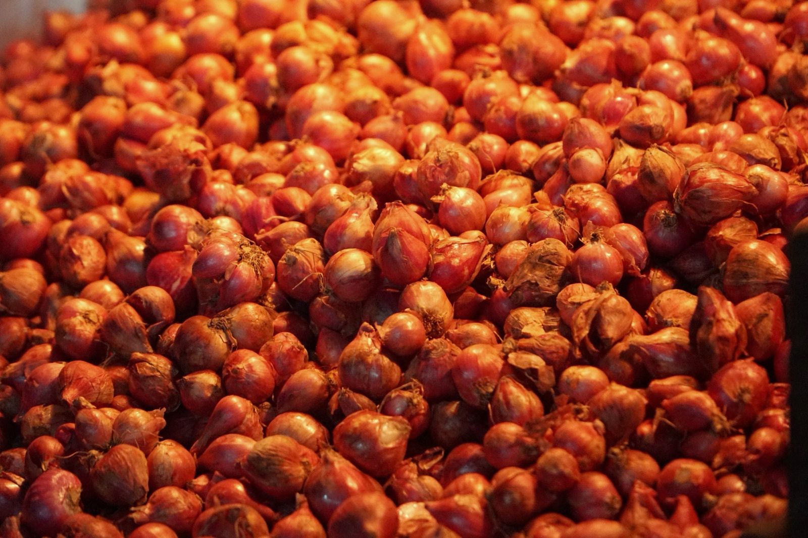 Harga Bawang Merah Turun 10,64% ke Rp37.714 per Kg, tapi Indonesia Timur Masih Jauh di Atas HAP