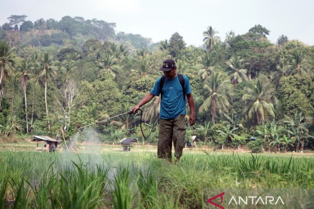 Petani Sidodadi Pesawaran Minta Sumur Bor ke Pemkab, Debit Air Sungai Menurun dan Padi Baru Ditanam Terancam